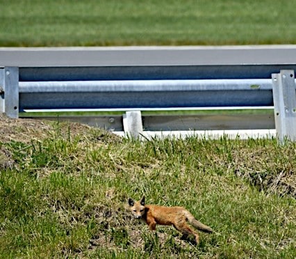 Monster Energy NASCAR Cup Series AXALTA presents the Pocono 400 Pocono Raceway, Long Pond, PA USA Friday 9 June 2017 A fox walks the inside of turn three World Copyright: Logan Whitton NKP